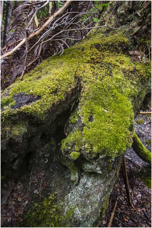 Hawaiʻi-Volcanoes-Nationalpark