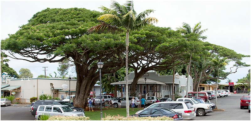 Haleiwa
